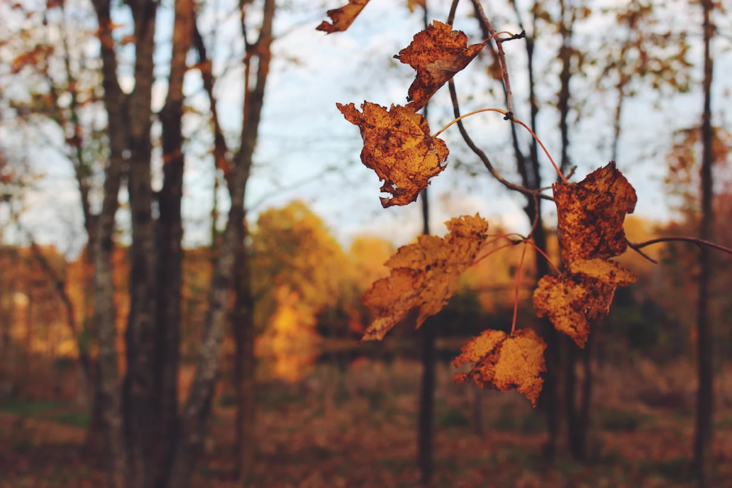 a closeup of orange fall leaves in the woods