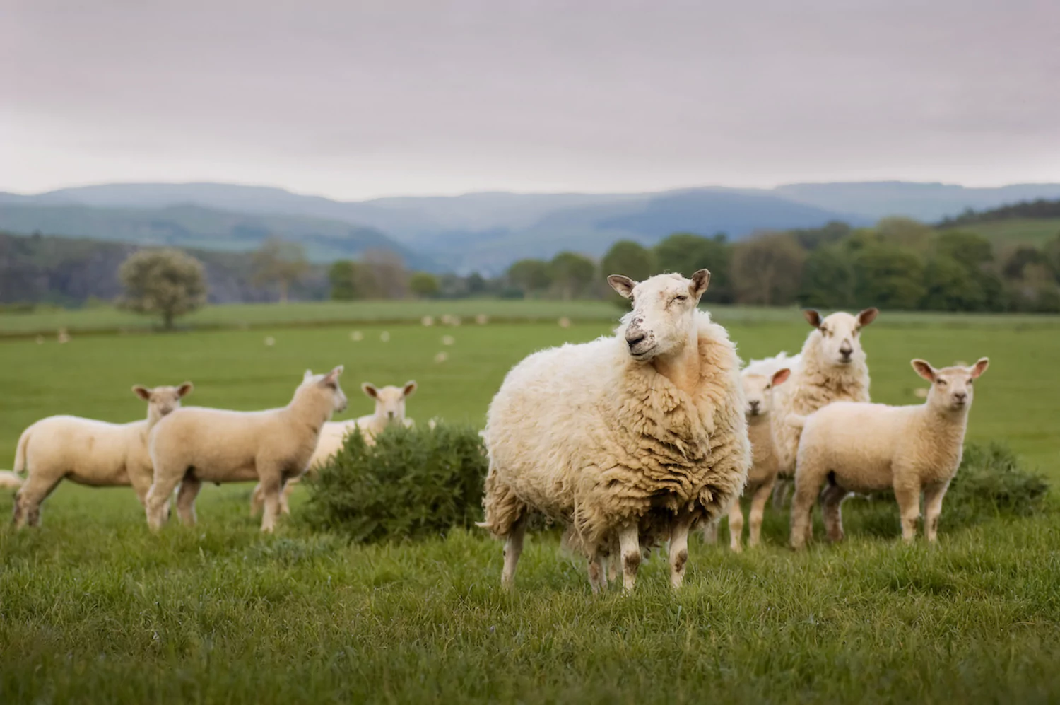 sheep in a field, alluding to the pastor's shepherding task