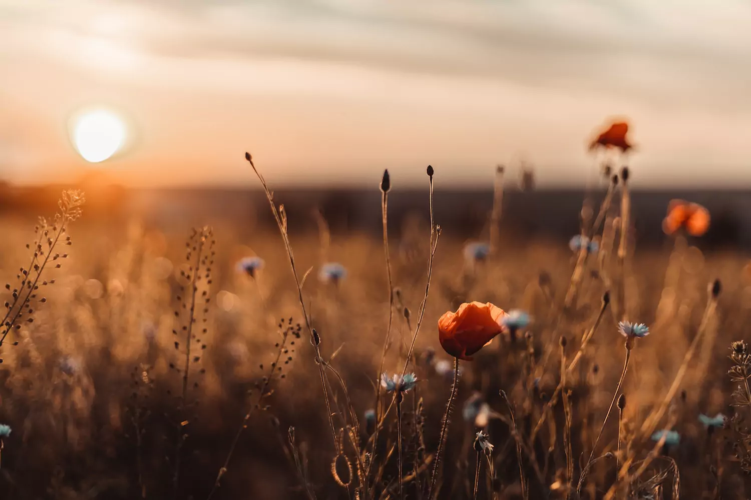 Tall brown grass speckled with orange and white flowers at sunset.