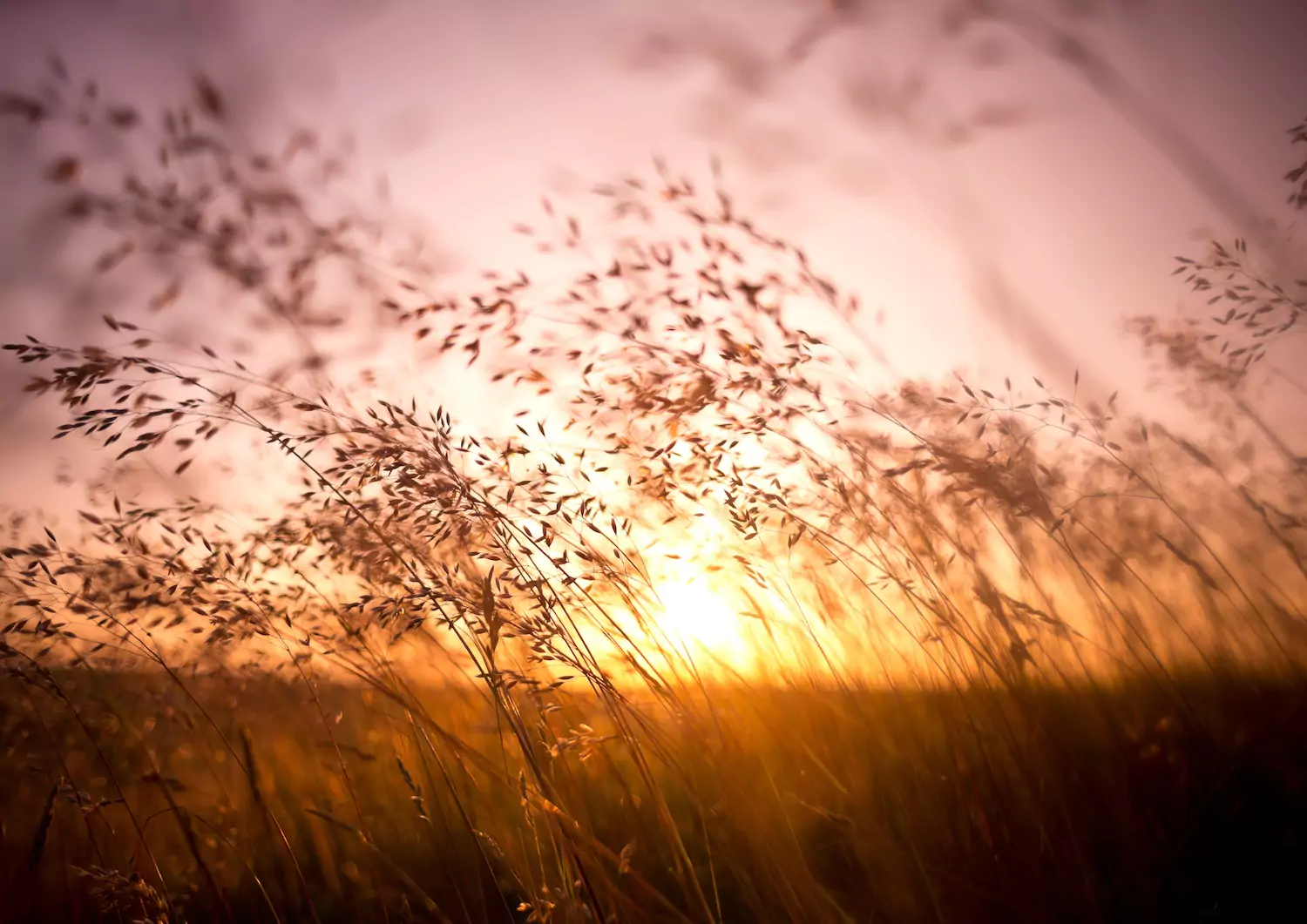 Dry grass blowing in the wind, symbolizing the Holy Spirit's presence.